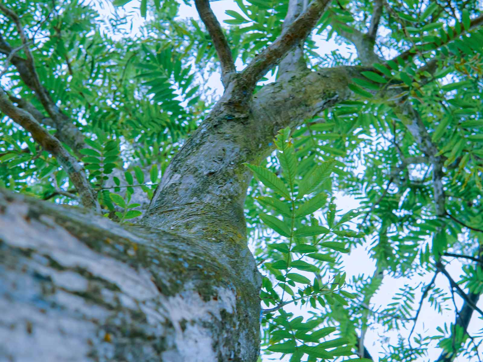 Árboles